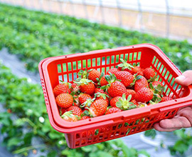 開春草莓施什么肥料？春季大棚草莓施肥指南！